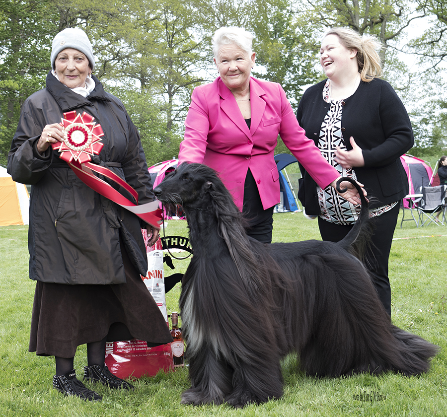 BEST IN SHOW C.I.B. NORD UCH Mandinah Just Your Imagination