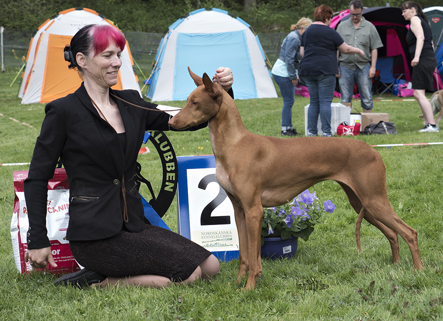 BEST IN SHOW-2 FI JV-16 FI V-16 JEUW-16 NO JV-16 NORD JV-16 NORD V-16 Vaskurs Gisela Harabo Qiwidotter