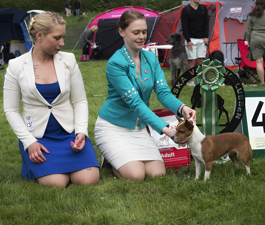 BEST IN SHOW-4 SE JV-16 Fashion Star Once And Forever