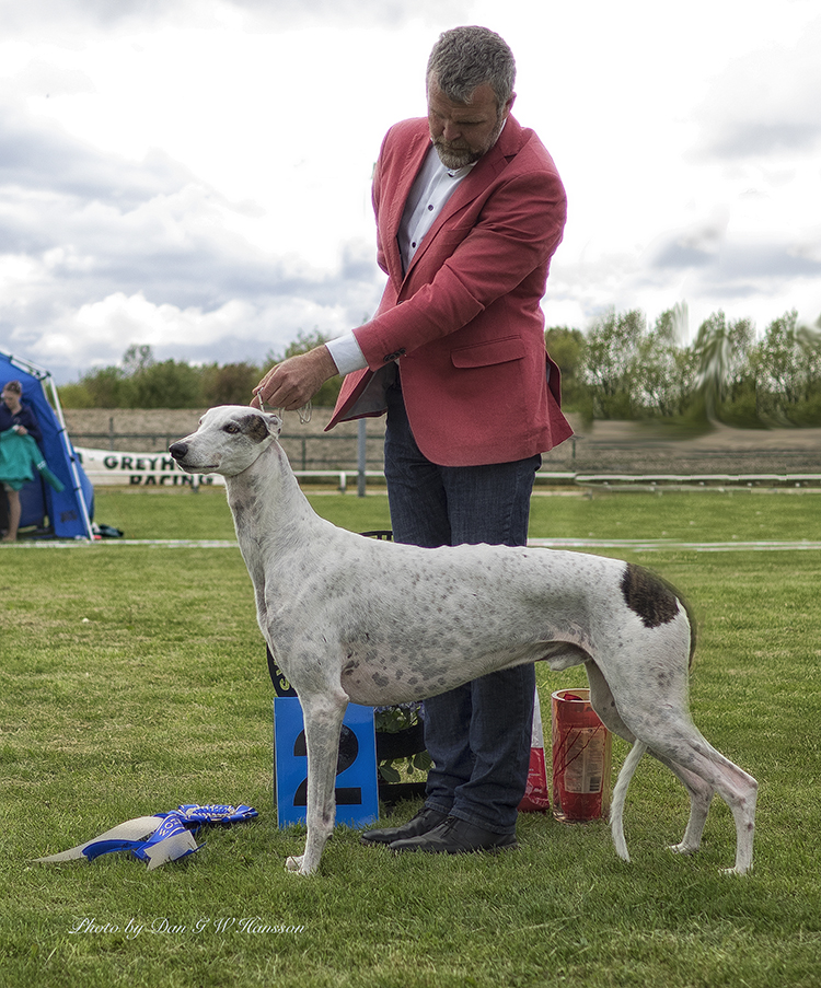 BEST IN SHOW-2 C.I.B NO UCH NORD JV-11 NORD V-15 SE V-13-14 SE UCH DK UCH FI UCH Epic Kinetic