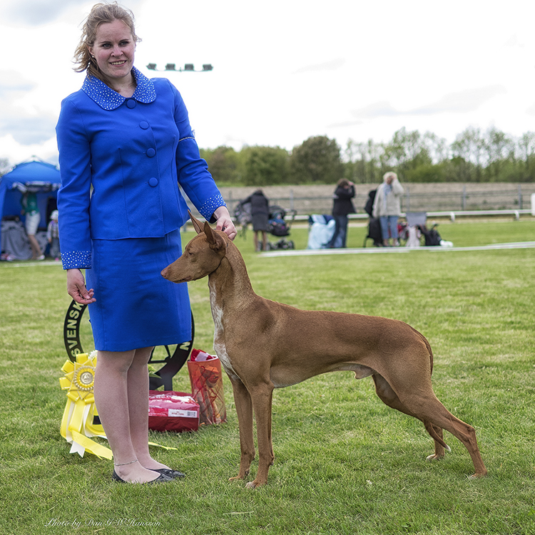 BEST IN SHOW-3 CSSP CH EUW-14 NORD UCH NORD V-15 JV-13 SE V-15 Vaskurs Jack Sparrow Qonjacson