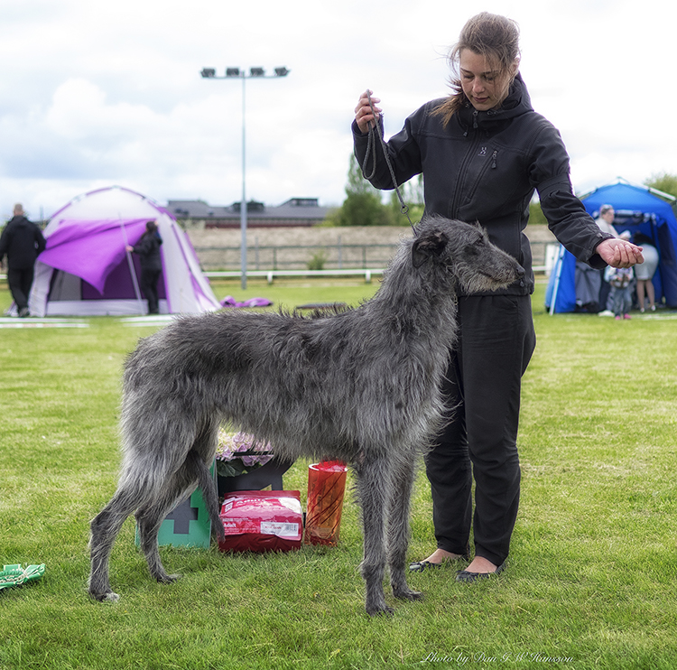 BEST IN SHOW-4 Necesses Bene Dictum