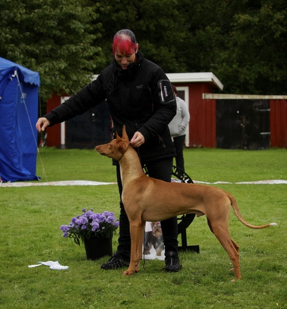BIS-2 JUNIOR Vaskurs Usain Bolt Skumpanson